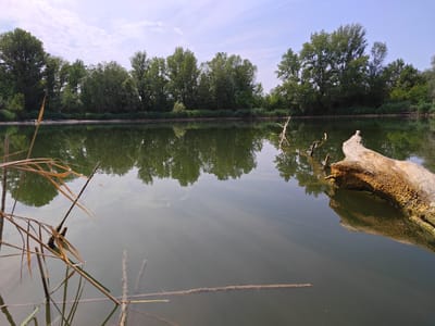 This is a photograph of a calm body of water, likely a river or lake, with a densely wooded shoreline. The water's surface reflects the trees and the sky, creating a symmetrical visual. In the foreground, several dry reeds or grasses are partially submerged in the water. To the right, a large, weathered piece of driftwood floats, its rough texture and mossy surface clearly visible. The background features a line of lush green trees of various sizes, their foliage thick and healthy. The sky above is a clear blue with a few wispy white clouds. The overall impression is one of a serene, natural environment. The location is not specified in the image, but it is described as being in the city of Modena, Italy. There are no people or specific actions depicted in the scene.