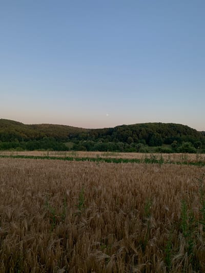 The image depicts a rural landscape under a pale blue sky with a full moon visible. In the foreground, a field of dry, golden wheat stretches across the frame. A row of green plants runs horizontally through the middle of the wheat field, separating it from the background. The background consists of rolling hills covered in dense green forest. The scene appears to be a natural, agricultural setting, likely in Zamostia, Ukraine, given the context. There are no people or human activities depicted in the image. The lighting suggests it may be dusk or dawn.
