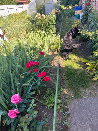 The image shows a black, long-haired dog in a garden. The dog is partially turned away from the camera, with its rear end towards the viewer, and appears to be sniffing or looking at plants. The garden is lush with various plants, including red and pink roses in the foreground and middle ground, and tall green foliage. A green metal pole runs vertically through the scene. In the background, there is a white corrugated fence, a greenhouse structure, and some blue and yellow barrels. The setting appears to be a residential garden in Hantsavichy, Belarus, during daylight hours, as indicated by the sunlight and shadows.