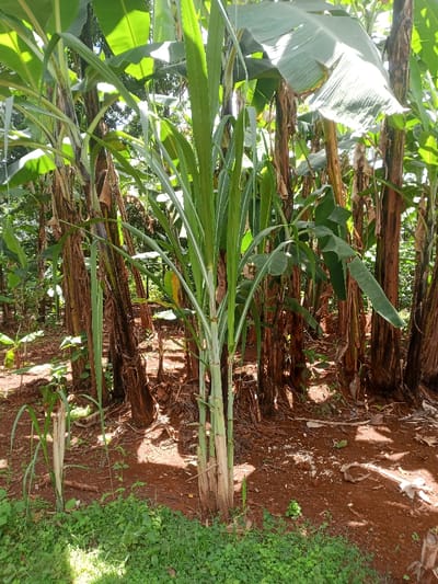 The scene depicts an agricultural area in Kahuro, Kenya, under natural daylight. A prominent cluster of light green sugarcane stalks, featuring multiple upright shoots with long leaves, stands in the central foreground. Surrounding and behind the sugarcane are numerous banana plants, characterized by thick, fibrous brown trunks and large green leaves, extending into the midground and background. The ground is composed primarily of reddish-brown soil, with patches of smaller green groundcover visible in the immediate foreground. No people, animals, or artificial structures are present.