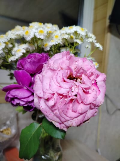 In a close-up, indoor shot, a bouquet of flowers is displayed, primarily featuring roses and smaller white flowers with yellow centers. The dominant rose is a large, vibrant pink with multiple layers of petals. Adjacent to it are two smaller, deep purple roses, with one bud partially visible. The white flowers are clustered in the background, creating a soft, blurred contrast to the roses. The lighting suggests an indoor setting, possibly a home, with a blurred background of neutral tones and textures, hinting at walls or furniture. No people are present in the image. The scene is static, focused solely on the floral arrangement. The image does not provide any information that would allow for determining its location within the city of Вазерки, Russia.