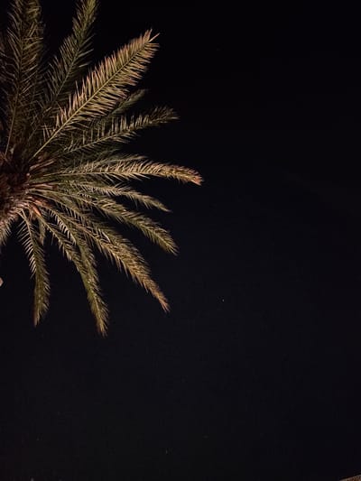 A palm frond is illuminated against a black night sky. The frond is positioned in the upper left quadrant of the image and extends diagonally across the frame. The palm's leaves are long, thin, and feathery, with a slight golden hue. The background is uniformly dark, with no visible features or context beyond the isolated palm frond and a few faint white specks that may be distant stars or lights. The image lacks any indication of the city of Hlorakas Community, Cyprus.