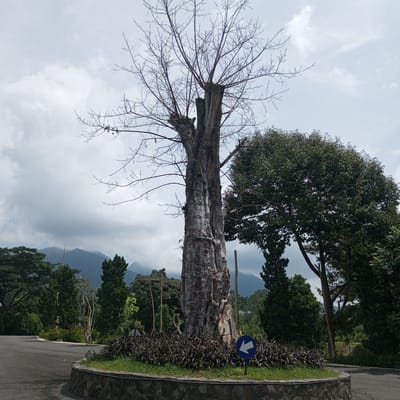 This image depicts a large, bare tree with a thick, textured trunk, surrounded by lush greenery and a stone-lined circular garden bed. A blue sign with a white arrow pointing to the left is visible on a post in the garden. In the background, a road curves to the left, and beyond that, there are more trees, a mountain range, and a cloudy sky. The scene appears to be a park or a scenic area within Bandar Baru, Indonesia, likely a natural attraction or a well-maintained garden. There are no people visible in the image.