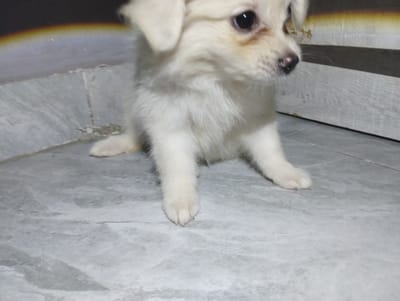 A fluffy, white puppy with dark eyes and a black nose is sitting on a grey, tiled floor. The puppy is facing to the right, and its body is partially obscured by its own fur. The background consists of a dark wall with a blurry, multi-colored stripe at the top. The scene is lit from the left, casting a slight shadow behind the puppy. The overall impression is one of domesticity. The location in the city of Iyafin, Nigeria, is not discernible from the image.