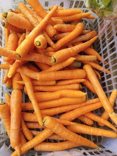 A heap of vibrant orange carrots fills a white plastic basket. The carrots vary in size, with some long and slender while others are shorter and thicker. Most of the carrots have been trimmed, showing the tops with small green remnants. Their textures appear slightly rough. The basket's pattern is visible beneath the carrots, adding a contrasting element to the image.