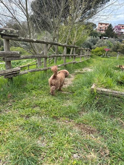 The image shows a brown dog standing in a grassy area next to a wooden fence. A building is visible in the background behind trees. The location is Montelarco, Italy.