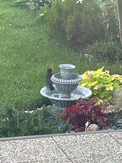 In a garden setting in Slovenský Grob, Slovakia, a blackbird is perched on the rim of a grey, ornate bird bath. The bird bath, which appears to be made of weathered stone or concrete, has multiple tiers and a funnel-like spout. Behind the bird bath, a patch of vibrant green grass stretches across the scene. Further back, a variety of plants are visible, including some with bright yellow-green leaves and others with deep red foliage. To the right of the bird bath, a textured, speckled surface, likely a wall or pathway, takes up the right edge of the frame. The scene appears to be outdoors, possibly in the daytime, with natural light illuminating the garden. The bird is the central subject, its dark silhouette standing out against the lighter tones of the bird bath. The overall impression is a peaceful moment captured in a well-maintained garden.