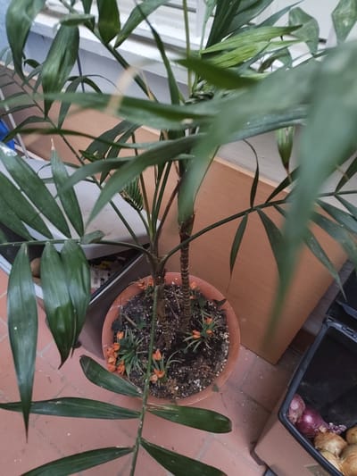 The image shows a close-up view of a potted palm plant with green, elongated leaves. The plant is in a reddish-brown pot filled with soil, and some small orange flowers are visible amongst the soil. The plant's stem is segmented and appears woody. In the background, a light-colored surface, possibly a wall or window blind, is visible. To the right of the pot, a dark-colored bin contains several onions, some of which are red and others are yellow or brown. The floor appears to be tiled in a reddish-brown color. The scene suggests an indoor or semi-outdoor setting, such as a balcony or patio. The image does not contain any explicit details that would allow for pinpointing a specific location within the city of Motril, Spain.