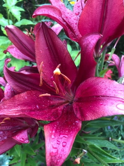 The image displays a close-up view of a cluster of deep pink lilies, their petals glistening with numerous water droplets. The lilies are in various stages of bloom, with some fully open and others still unfurling. The stamens of the lilies are a prominent orange-yellow color. The background consists of lush green foliage and hints of other plants, suggesting an outdoor garden setting. There are no people or animals visible in the image. The scene is focused entirely on the intricate details of the flowers.