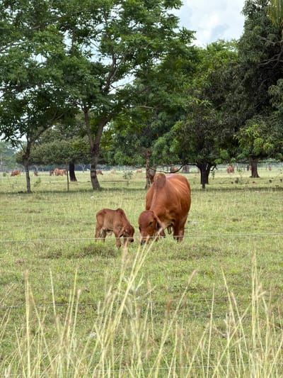 The image shows a pasture scene in Cotorra, Colombia. In the foreground, there are tall grasses, obscuring some of the view. Behind the grass, a brown cow and a calf stand close together. Beyond them is a grassy field with a few scattered trees, under which are several cows. A fence is visible between the foreground grass and the animals. The scene is overcast.