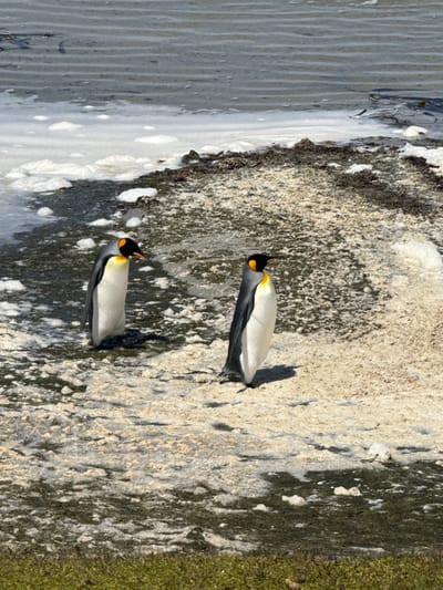 Two king penguins stand on a rocky shore next to water. The penguins, one slightly behind the other, have black heads with orange markings, silver-white breasts, and dark grey wings. Their shadows indicate the light source is overhead. The terrain surrounding the penguins is a blend of light grey rock with dark grey patches and some green vegetation along the edge. The water is a lighter grey with ripples on its surface.