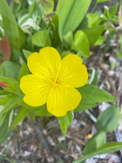 This close-up media file features a vibrant yellow flower in full bloom, positioned centrally in the frame. The flower has five petals, each with delicate veins radiating outwards. The stamen and pistil are visible in the center of the bloom. The flower is surrounded by lush green foliage, with some leaves showing a variegated pattern of white. In the background, the ground is covered with dry leaves and twigs, suggesting an outdoor, natural setting. The lighting appears to be natural daylight, and the shallow depth of field blurs the background, emphasizing the flower as the primary subject. There are no people visible in the image. The overall mood is peaceful and serene, highlighting the beauty of nature. The location context provided is the Town of Peru, United States of America, which gives a general geographical setting. There is no visible text in the media file.