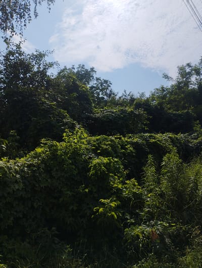 This media file captures a sunlit scene of lush green foliage under a partly cloudy sky. The foreground is dominated by dense vegetation, with various types of plants and vines creating a rich, textured carpet of green. Some of these plants are illuminated by direct sunlight, highlighting their vibrant color and leaf structures, while other areas are in shadow, adding depth and contrast to the scene.
In the background, taller trees form a dark, shadowy silhouette against the sky, suggesting a wooded area or a dense cluster of mature trees. The upper portion of the image reveals a bright blue sky interspersed with scattered white clouds, some of which appear wispy and others more substantial. The sunlight filtering through the clouds and foliage indicates it is daytime, likely mid-morning to late afternoon.
Hanging from the top left corner, delicate branches with small leaves create a framing effect, their dark silhouettes contrasting with the bright sky. Along the right edge, thin, dark lines are visible, which could potentially be wires, suggesting the proximity of human infrastructure to this natural setting.
The overall impression is one of abundant natural growth and the serenity of a bright, pleasant day in a verdant environment. There are no visible people or text in the image. The setting appears to be an outdoor, natural landscape, possibly a park, forest edge, or overgrown area.