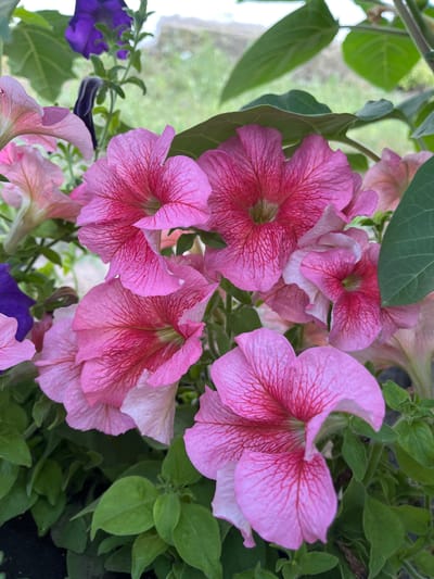A close-up shot showcases a cluster of vibrant pink petunias in bloom, their petals intricately veined with a deeper crimson. The flowers are positioned in a planter, with lush green foliage peeking out from behind and beneath them. A hint of a purple petunia can be seen in the upper left quadrant of the frame, adding a contrasting splash of color. The background is softly blurred, suggesting an outdoor setting with natural light, possibly a garden or patio. The specific location in Martuk, Kazakhstan, is not discernible from the image itself. The scene is static, with no people or discernible actions taking place.