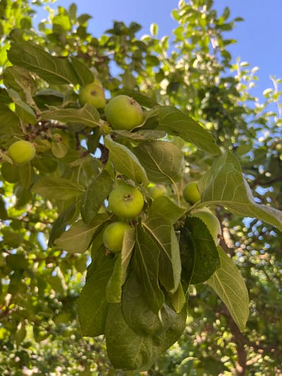 The image shows a close-up view of a tree branch with several small, green apples and lush green leaves against a clear blue sky. The apples are round and appear to be in an early stage of development, with a smooth skin. The leaves are broad and veined, some showing slight discoloration. The background is blurred, creating a bokeh effect with sunlight filtering through the foliage, suggesting an outdoor setting. The scene is peaceful and natural, likely representing a fruit tree in a garden or orchard. There are no people or man-made structures visible in the frame.