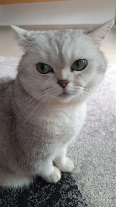 A silver-grey cat with green eyes is sitting on a grey carpet with a black and grey patterned section. The cat is facing forward and looking at the camera. The background is blurred and appears to be an indoor environment, possibly a room with wooden furniture at the top of the frame. There is no visible indication of the city of Schwaikheim, Germany.