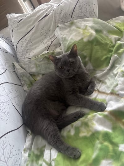 A British Shorthair cat is lying on a bed with patterned sheets. The cat is grey with yellow eyes and appears relaxed. The bedding has a white background with green watercolor-like splotches and another sheet with a grey line drawing of leaves and dots. The image is taken from a slightly elevated angle. The cat is the sole subject in the frame. The environment suggests an indoor setting, likely a bedroom.