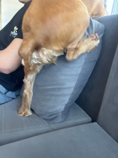 The image shows a close-up view of a dog, likely a golden retriever, resting on a grey sofa. The dog's hindquarters and a hind leg are prominently featured, with its fur appearing golden brown. A portion of a person's arm and shoulder, wearing a black t-shirt with a white graphic, is visible on the left side of the frame, indicating the dog is being held or is near a person. The environment appears to be indoors, likely a living room, given the presence of the sofa. There are no visible indicators of the specific location within Dibich, Bulgaria.