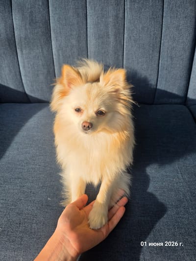 A small, fluffy dog with cream and light brown fur is resting on a textured blue sofa, looking up towards the camera. Its face, particularly its nose and eyes, is visible, showing a calm and attentive expression. A human hand, with fair skin, is gently holding one of the dog's paws or lower legs, suggesting an affectionate interaction. The sofa has visible horizontal seams and a denim-like texture. Strong, defined shadows are cast across the sofa, indicating bright natural light, likely sunlight, entering the room from an unseen window. This suggests it is daytime, possibly morning or afternoon. The overall scene conveys a quiet moment of companionship between the dog and its owner. In the top right corner of the image, oriented vertically and rotated counter-clockwise, is the text "01 ИЮНЯ 2026 Г.", which translates to "01 JUNE 2026 G." (G. indicating "year"). No specific location cues for La Louvière, Belgium are visible within the image beyond the given context.