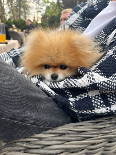 A close-up shot shows a small, fluffy, light brown Pomeranian dog nestled in a blue and white plaid blanket. The blanket is held by someone wearing dark gray jeans and a white shirt underneath. To the right of the dog and blanket, a gray wicker object is partially visible. The background shows blurred figures of people, trees, and what appears to be an outdoor setting. Based on the image's location in Konstancin-Jeziorna, Poland, it is likely an outdoor café or restaurant setting. The photograph is taken at eye level with the dog.