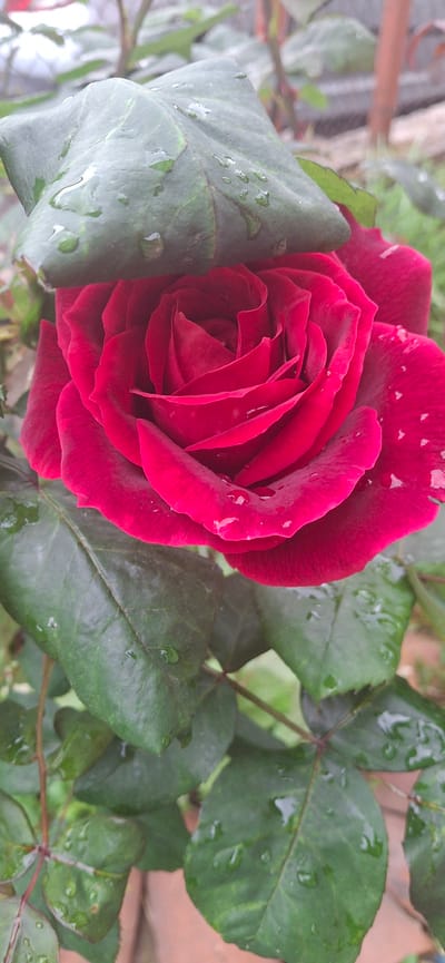 A close-up photograph depicts a red rose in full bloom, surrounded by green leaves, some of which have water droplets on them. The location is Slokoshtitsa, Bulgaria.