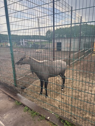 An adult nilgai, a large Indian antelope, stands in a dirt enclosure surrounded by a wire fence in Zaliznychne, Ukraine. The nilgai is greyish-brown with darker legs and white markings on its fetlocks. Its head is turned to the left, and its mouth is slightly open. The enclosure contains sandy dirt, a wooden beam along the bottom of the fence, and some scattered green vegetation. In the background, through the fence, there are trees, a building with a dark opening, and other parts of the zoo or park. The sky is overcast with some clouds.