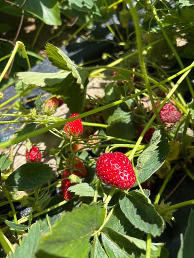 The image depicts a close-up view of a strawberry plant laden with ripe and unripe strawberries. The berries are various shades of red, some fully ripe and vibrant, others still maturing. Green leaves of the strawberry plant surround the fruit. The scene is brightly lit, suggesting it is daytime. The strawberries appear to be cultivated, possibly in a garden or farm. There is no evidence of people in the image. The location in Mursalevo, Bulgaria is assumed.
