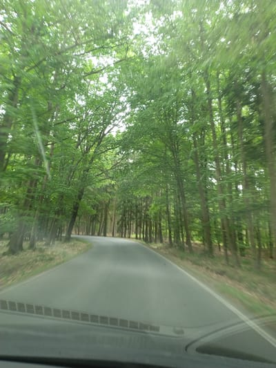 The image depicts a road winding through a dense forest of deciduous trees in Slabčice, Czechia. The perspective is from inside a vehicle, as indicated by the windshield and its reflections. The road surface is asphalt and appears to be in good condition. The trees are tall and have full green canopies, suggesting it is springtime or summer. The lighting is diffused, likely due to the tree cover overhead. The motion blur visible in the image indicates the vehicle is in motion. The forest floor is covered with leaf litter and some sparse vegetation. There are no people or other significant objects visible in the scene besides the natural environment and the road.