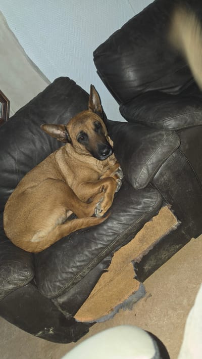 A medium-sized dog with short, light brown fur and a dark muzzle is curled up on a dark brown, worn leather or faux leather sofa in an indoor residential setting in Magny-les-Hameaux, France. The dog's ears are erect, and its eyes are open, looking towards the viewer. Its front paws are tucked close to its body, and its tail is wrapped around its hindquarters. The sofa exhibits significant wear, with visible tears and exposed lighter-colored fabric beneath the dark upholstery, particularly on the lower right cushion. Behind the sofa, a light blue wall with a subtle diagonal pattern is visible. A dark, framed object or reflection is partially visible on the far left. The floor beneath the sofa is a light, neutral color.