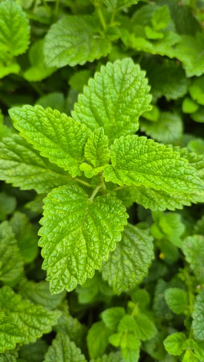 A close-up, overhead shot focuses on a cluster of vibrant green leaves with textured surfaces and serrated edges. The leaves are arranged in a way that suggests a plant in good health and growth. The background consists of more out-of-focus green foliage, creating a soft, natural backdrop. The image captures the intricate details of the leaf veins and the subtle variations in color and light across the plant. The scene is devoid of any human presence or man-made objects. The location is identified as Doirentsi, Bulgaria.