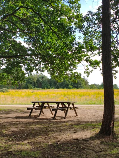 A picnic table is situated on a patch of bare ground under the dappled shade of large trees. Beyond the picnic area, a vast field of yellow wildflowers stretches towards a distant line of green trees. The sky above is partly cloudy. The scene appears to be in a natural setting, possibly a park or rural area.