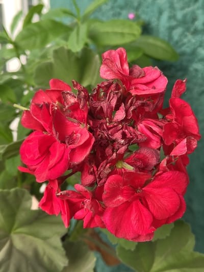 A cluster of vibrant red geranium flowers dominates the scene, interspersed with wilting and browning blooms at the center. Green, rounded leaves surround the floral display, creating a backdrop of foliage. The composition captures the cycle of life, showcasing both the beauty of fresh flowers and the inevitable decay of others within the same plant.