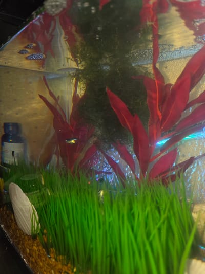The image shows an aquarium interior scene. In the foreground, artificial green grass covers the bottom. Behind the grass, there are red artificial plants with wide leaves. Further in the background, a dark green, stringy artificial plant is visible. A small, silvery fish with a dark stripe and a faint blue tail fin swims near the center of the frame, between the red plants. To the left, a dark blue bottle with a white label and a black cap is partially submerged. The aquarium's substrate is composed of small, yellowish-brown pebbles. Bubbles are visible throughout the water, particularly near the surface and on the glass. The lighting appears to be from above and from within the aquarium, with a bright blue light illuminating the right side of the scene. The overall environment is a domestic aquarium.