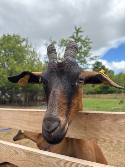 A close-up, eye-level, vertical shot shows a goat with brown and black fur, peeking over a wooden fence. The goat's head is the main subject, with its horns, ears, eyes, and snout clearly visible. The goat has ear tags, one yellow tag on its left ear and another on its right ear. In the background, a green field stretches out, with trees and a cloudy sky above. Another goat is visible in the background, further away and out of focus. The overall environment suggests a rural or farm setting, possibly in the city of Tri Ozera, Russia. The image is well-lit and the focus is sharp on the goat's face.