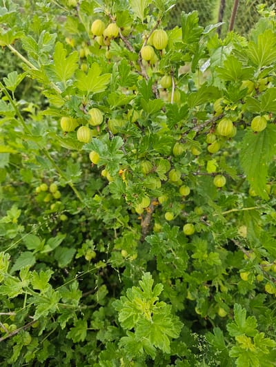 The image shows a close-up view of a gooseberry bush laden with unripe green berries and lush foliage. The bush is situated outdoors, with a hint of a metal fence visible in the upper right background, suggesting it is in a yard or garden. The berries are round and pale green, some showing faint vertical stripes. The leaves are deeply lobed and a vibrant green, with some appearing slightly wet, indicating recent rain or dew. The overall impression is one of abundance and natural growth in an outdoor setting. This scene is located in Chukholovo, Russia. There are no people or animals visible in the image.