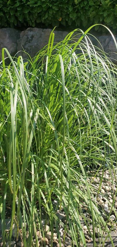 This media file is a close-up, horizontal shot of ornamental grass with variegated leaves, likely taken outdoors in Achern, Germany. The grass is lush and green, with thin, strap-like leaves that are variegated with lighter green or white stripes. The leaves arch and sway, creating a sense of movement and texture. Sunlight filters through the foliage, casting dappled shadows and highlighting the edges of the leaves.
In the background, there are several natural elements. To the left, there is a large, grey stone, partially covered by darker green foliage. To the right, the ground is covered with a bed of rounded, grey and beige pebbles. The combination of grass, stone, and pebbles suggests a landscaped garden or a natural setting that has been arranged.
The lighting indicates it is daytime, likely sunny, given the strong highlights and shadows. There is no visible text in the image. The overall impression is one of natural beauty and tranquility. The focus is entirely on the textures and interplay of light and shadow within the plant and its surroundings, creating a peaceful and visually engaging scene.