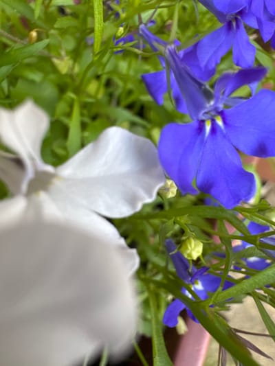 The image displays a close-up of a plant with vibrant blue and white flowers. The blue flowers, some fully bloomed and others in bud, have a trumpet-like shape with five petals. The white flower is out of focus in the foreground, obscuring most of its details, but appears to have broad, soft petals. The surrounding foliage is lush and green, with thin stems and leaves characteristic of flowering plants. The background is blurred, suggesting a shallow depth of field and focusing attention on the flowers. There are no people or specific identifiable landmarks to indicate a location within Bersenevka, Russia. The scene is a natural outdoor setting, likely a garden or a park, characterized by the presence of blooming flora.