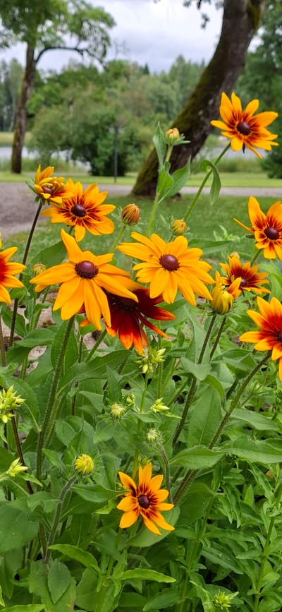 In Kohatu, Estonia, a cluster of Black-Eyed Susans, also known as Rudbeckia hirta, are in full bloom. The flowers exhibit vibrant orange petals with dark reddish-brown centers, a hallmark of their species. Several buds are also visible, indicating ongoing growth. The flowers are nestled amongst lush green foliage, creating a dense ground cover. In the background, a large tree with textured bark stands prominently, its branches extending upwards. Beyond the tree, a body of water, likely a lake or river, is visible, reflecting the overcast sky. Further in the distance, a line of trees forms a natural backdrop, suggesting the scene is situated in a park or natural landscape within the city. No people are present in the image, focusing the attention solely on the botanical elements and the serene environment.
