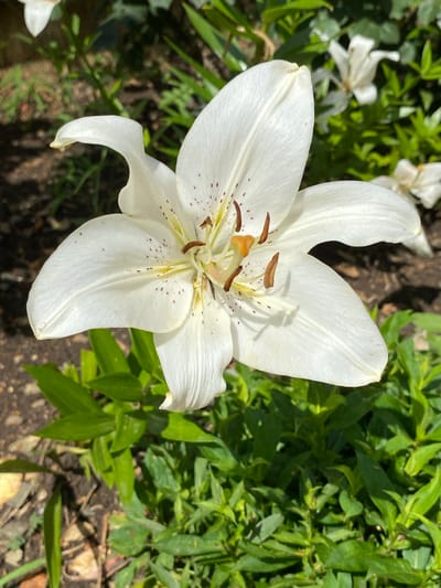 This is a close-up, high-angle, medium shot of a white lily flower in bloom. The flower is the central subject, with its large, white petals spread open. The pistil and stamens are visible in the center of the bloom, with brown anthers and a yellow stigma. The petals are delicately speckled with small, dark red dots. The flower is set against a blurred background of green foliage and dark soil, suggesting an outdoor garden setting. Sunlight appears to be illuminating the scene, creating subtle shadows on the petals. In the background, out of focus, there are hints of other white lily blossoms and green leaves. The overall impression is one of natural beauty and a bright, sunny day. The location context provided is Plastunovskaya, Russia, which could imply this is a garden in that region during the blooming season. No people or text are visible.