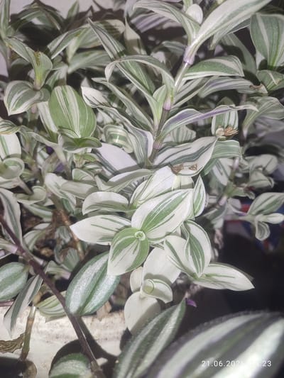 The image shows a close-up of a plant with variegated leaves, featuring stripes of green and white. The plant appears to be a Wandering Jew, possibly a 'Tradescantia zebrina' or a similar variety. The leaves are lance-shaped and have a slightly fuzzy texture. The stems are thin and purplish. The plant is densely packed, creating a lush, overgrown appearance. The background is dark and out of focus, with hints of a textured surface that could be a pot or a wall. There is a timestamp in the lower right corner of the image: "21.06.2026 18:23". The image does not provide any information that would indicate its location in Alatau, Kazakhstan, or any details about people or specific actions. It is a still-life image focusing solely on the plant.
