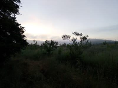 The image depicts a serene, slightly overcast dawn scene in a rural area. In the foreground, tall grasses and various small trees are silhouetted against the lighter sky. To the left, the dark silhouette of a large conifer tree dominates the frame. In the middle ground and background, a rolling landscape is visible, with hills fading into a light mist or fog, suggesting a valley or mountainous terrain. The sky is a pale blue with soft clouds and a gentle glow of the rising sun, diffused by atmospheric conditions. The overall impression is one of tranquility and natural beauty in a quiet, undeveloped setting, likely outside the immediate urban sprawl of Byala Reka, Bulgaria, given the rustic and undeveloped nature of the landscape. There are no people or animals visible in the image.