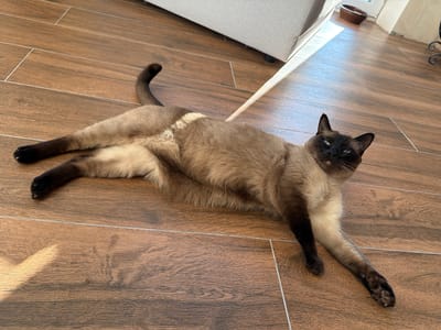 A Siamese cat is lying on its side on a wooden floor. The cat has light brown fur with darker brown points on its ears, face, paws, and tail. Its eyes are blue. The cat is looking towards the camera. The floor is made of wooden planks. Sunlight is streaming in from the left, casting shadows on the floor. In the background, a portion of a light-colored sofa or furniture is visible, along with a doorway and a brown ceramic bowl. The scene appears to be indoors.