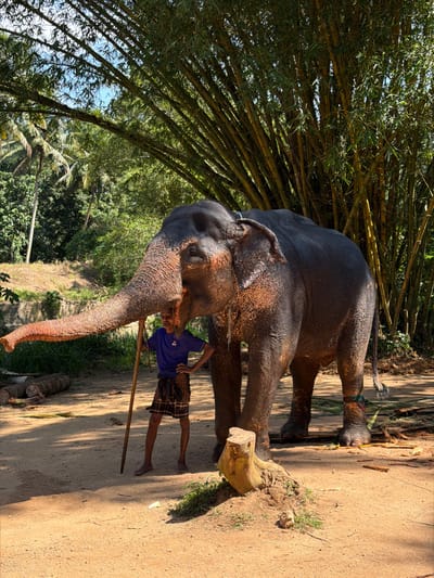 A large, gray Asian elephant stands on a dirt path beneath bamboo stalks. The elephant's trunk hangs low. A man in a blue shirt and plaid sarong stands beside the elephant with a long stick. The ground is sunlit. A chopped tree stump sits near the elephant's leg. Lush tropical foliage is in the background.
