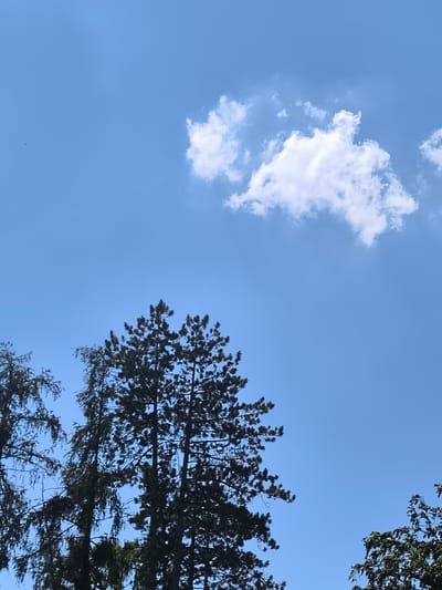 The image shows a clear blue sky with a few white clouds. Silhouetted against the sky are the tops of several pine trees. One tree in the center is particularly prominent, with its dark needles and branches sharply defined. To the left, another pine tree is visible, and to the right, a portion of a different type of tree with green leaves can be seen. The image appears to be taken from a low angle, looking upwards. The scene is outdoors and suggests a sunny day. There is no indication of the city of Dillingen an der Donau, Germany.