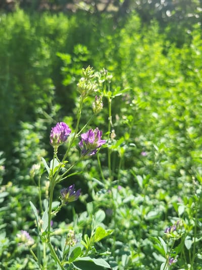 In Arabhana, Uzbekistan, a close-up shot focuses on purple alfalfa flowers blooming amidst a field of lush green foliage. The alfalfa stems are slender and upright, with small green leaves growing along their length. The flowers are clustered in small, dense heads, with individual petals visible. The background is a soft blur of green, suggesting a sunny day with the sunlight dappling through the leaves. No people or animals are present in the image.