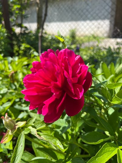 The image shows a close-up of a fully bloomed, dark pink peony flower surrounded by green leaves. The flower dominates the frame, with its multiple layers of petals clearly visible. Behind the flower, the background is a mix of green foliage and an out-of-focus structure, possibly a fence or wall. The lighting suggests a sunny day. There is no indication of the location in the city of Praventsi, Bulgaria. There are no people, subjects, objects, actions, or interactions visible in the image.