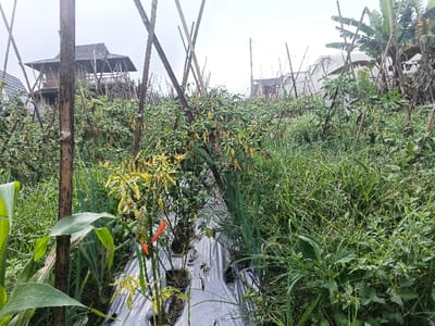 The image depicts an agricultural field or garden located in Suối Đục, Vietnam, under an overcast sky. The foreground and midground feature cultivated rows of plants, primarily chili plants bearing both pale green-yellow and orange-red chili peppers. These plants are supported by an extensive network of thin, dark brown bamboo poles arranged diagonally. Black plastic sheeting covers the ground beneath some of the cultivated rows, likely for weed control or moisture retention. Other leafy green plants, possibly corn or onions/garlic, are visible on the left and interspersed throughout the cultivated area. To the right, dense, uncultivated wild vegetation and weeds are prominent. In the background, a multi-tiered wooden structure with a dark, sloped roof is visible on the left. Further right in the background, a white dome-shaped structure, other residential buildings, utility poles with overhead lines, and a cluster of banana trees are present. No individuals or animals are visible, and no specific actions or interactions are depicted.