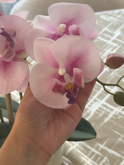 A close-up shot shows a person's hand gently holding a cluster of artificial pink orchids. The orchids are delicate and translucent, with darker pink veins and a yellow and purple center. Two green buds and one closed pink bud are visible on the stem above the open flowers. The background is a softly diffused light curtain with a crisscross pattern. A dark green orchid leaf is visible to the right of the hand. The lighting suggests a bright, indoor environment, possibly during the daytime. The image evokes a sense of quiet beauty and care, with the hand's gentle touch conveying a protective or appreciative gesture towards the flowers. No text is visible in the image.