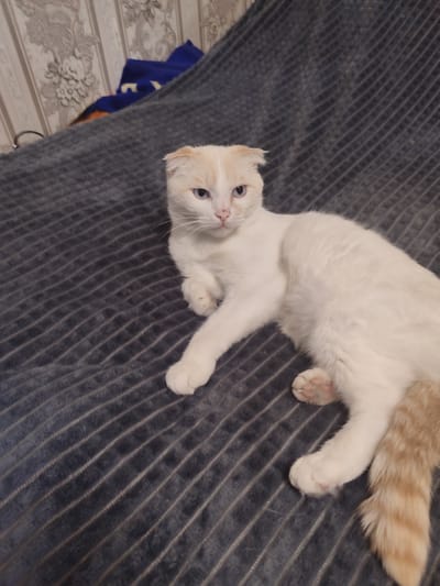 A white and cream-colored cat with blue eyes is lying on a dark gray, plush blanket. The cat is positioned on its side, with its front paws extended. The blanket has a textured pattern of thin, raised lines running diagonally across it. In the background, a portion of a wall with wallpaper featuring a floral pattern is visible, along with a folded blue and orange blanket or piece of fabric. There is no indication of the location within the city of Chuy, Kyrgyzstan.