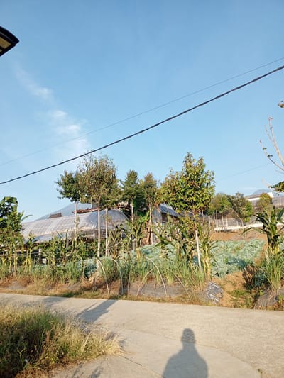 The image depicts a rural scene with a greenhouse structure, agricultural fields, and vegetation under a clear blue sky. A concrete path runs across the foreground, with a shadow of a person cast upon it. In the background, the greenhouse appears to be covered with translucent material, possibly for crop cultivation. Surrounding the greenhouse are rows of plants, including what looks like corn stalks and other leafy vegetables. Trees are also visible, some of which are taller and have green foliage, while others are smaller. The overall environment suggests a farming or horticultural setting, likely in a location with a temperate climate, given the clear sky and sunlight. The mention of Yakkurugala, Sri Lanka, implies the location is within this region.